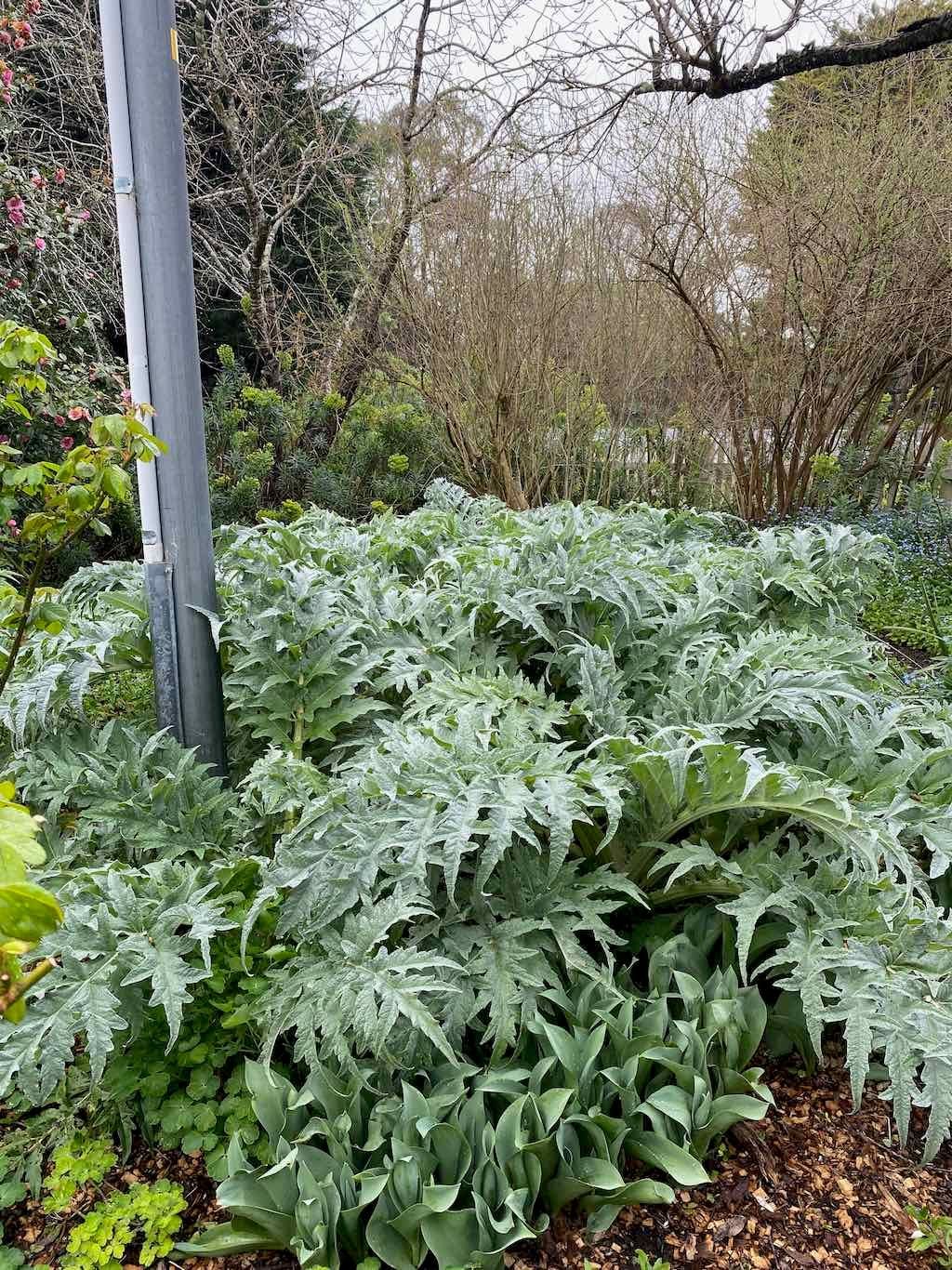 Red Cow Farm Garden Image -632f7eb9c38ca